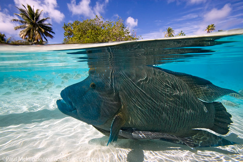 39 Overunder-view-of-Napoleon-Wrasse-with-Slender-Suckerfish-swimming-in-shallow-water-logoon,-Fakarava,-Tahiti-Web-Prepared