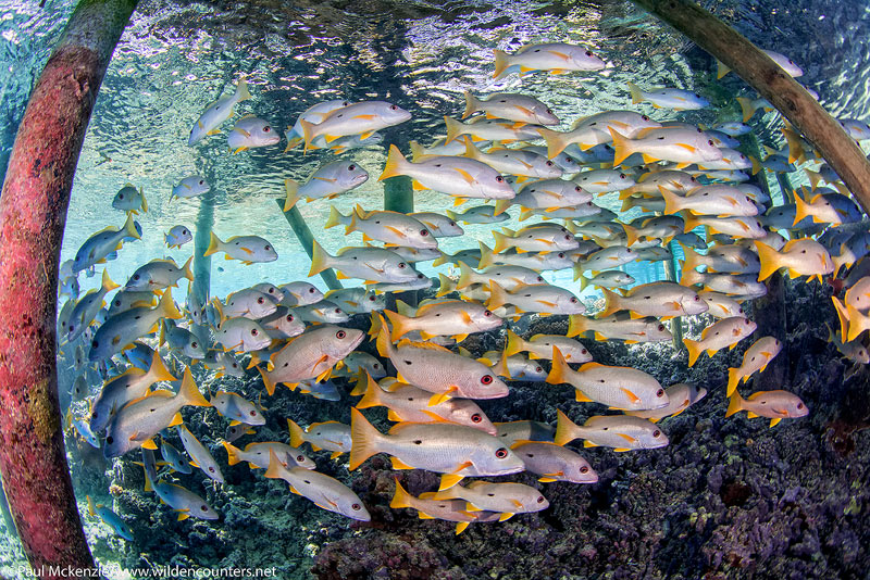 40 Onespot-Snappers-swimming-below-pier,-Fakarava,-Tahiti-Web-Prepared