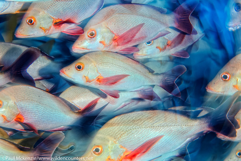43 Fish,-Fakarava,-Tahiti-Web-Prepared