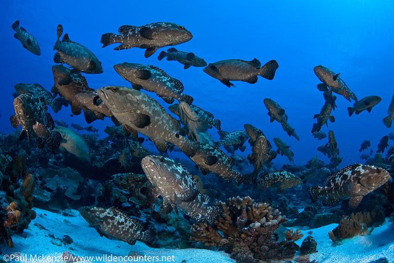 44 Pre-spawning-aggregation-of-Camouflage-Groupers-#2,-Fakarava,-Tahiti-Web-Prepared