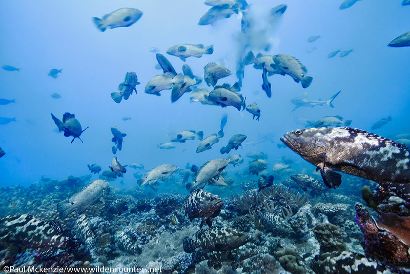 5 Camouflage Groupers spawning, Fakarava, Tahiti Web Prepared