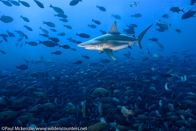 7 Black-Tip Shark swimming among spawning aggregation of Camouflage Groupers, Fakarava, Tahiti