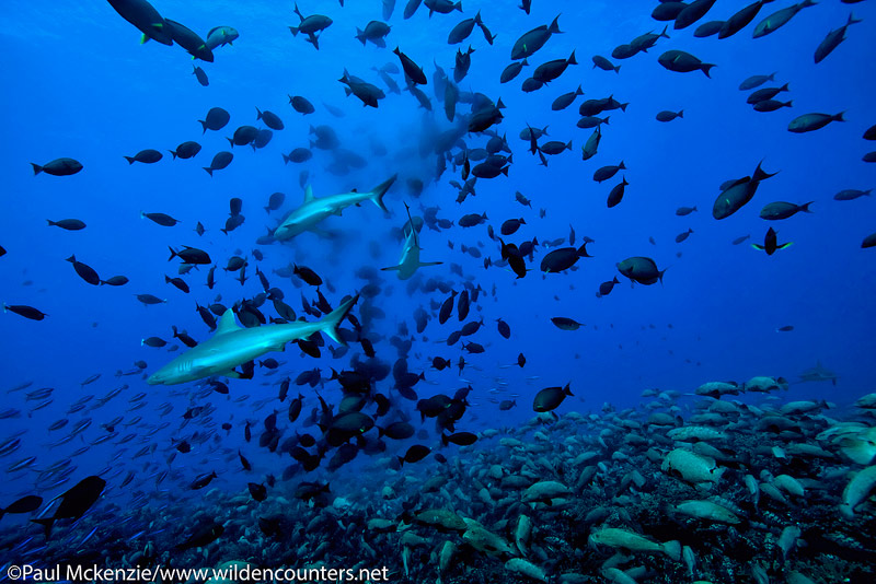 9 Grey Reef sharks feeding among spawning Yellowfin Surgeonfish with Camouflage Groupers carpeting the reef floor, Fakarava, Tahiti