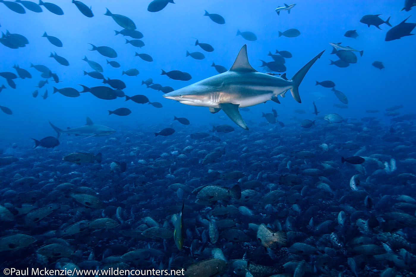 1. Black Fin Reef Shark swimming over Camouflage Grouper aggregation, Fakarava, Tahiti