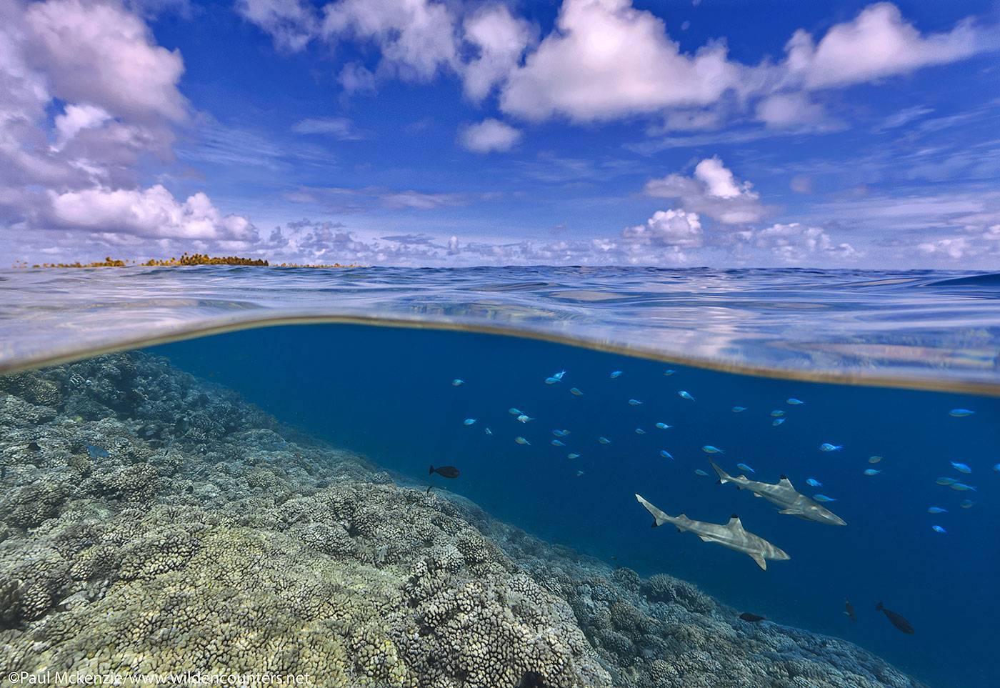 10. Over-under view of Black Tip Reef sharks and coral reef, Fakarava, Tahiti