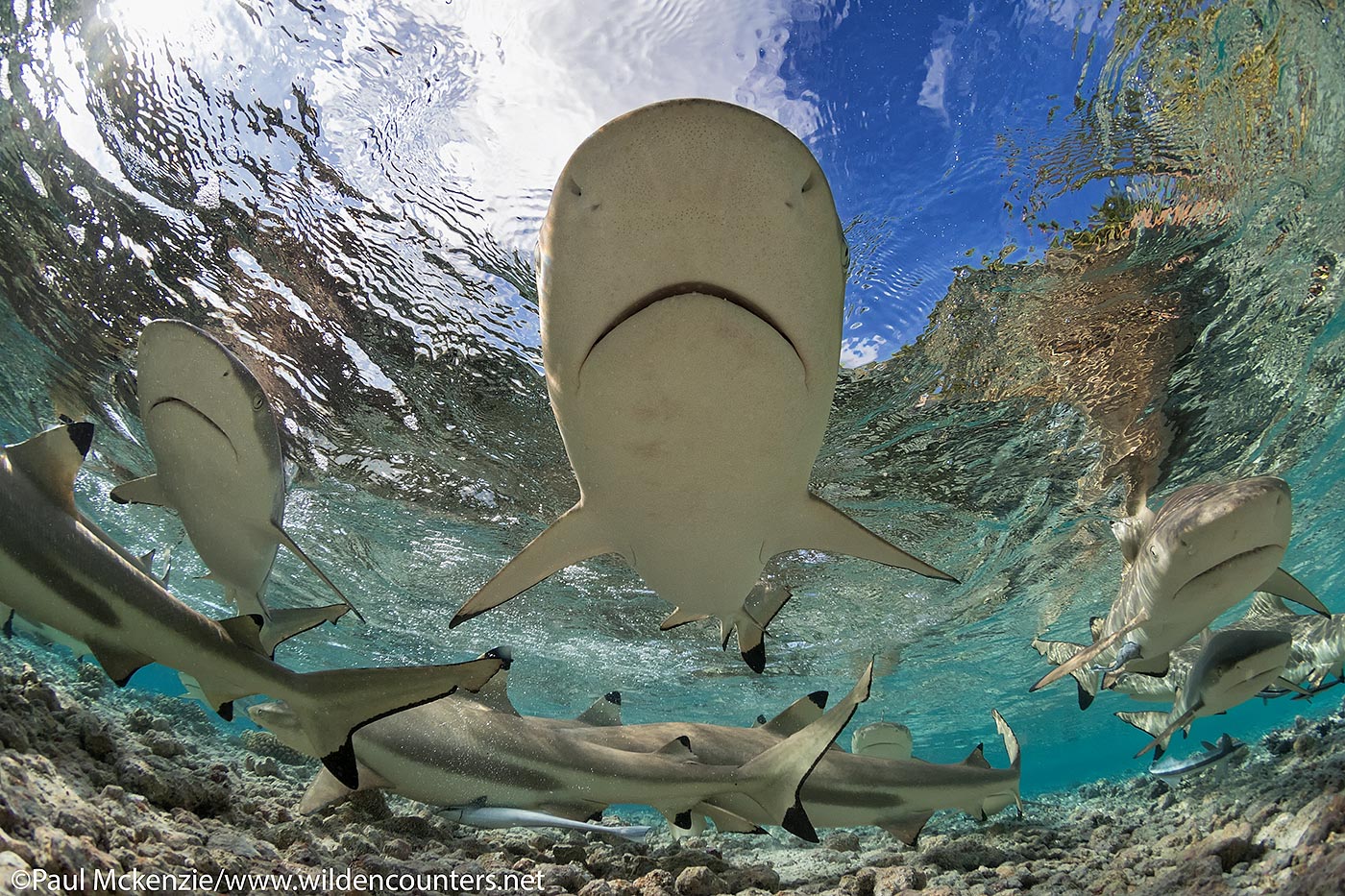 11. Black Tip Reef Sharks in shallow water lagoon, Fakarava, Tahiti