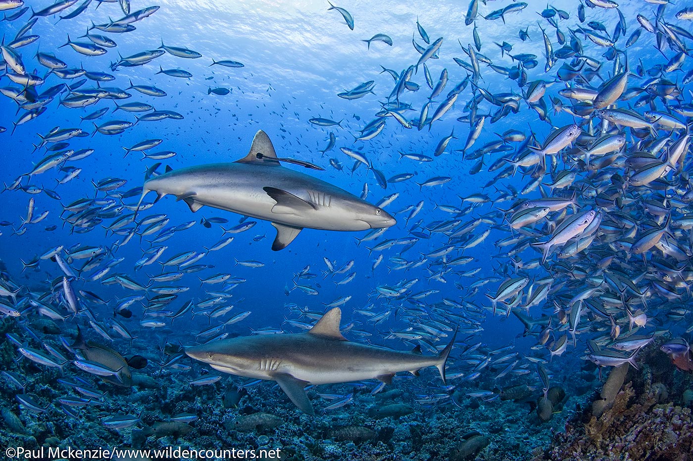 12. Grey Reef Sharks among Dark Banded Fusiliers, Fakarava, Tahitit