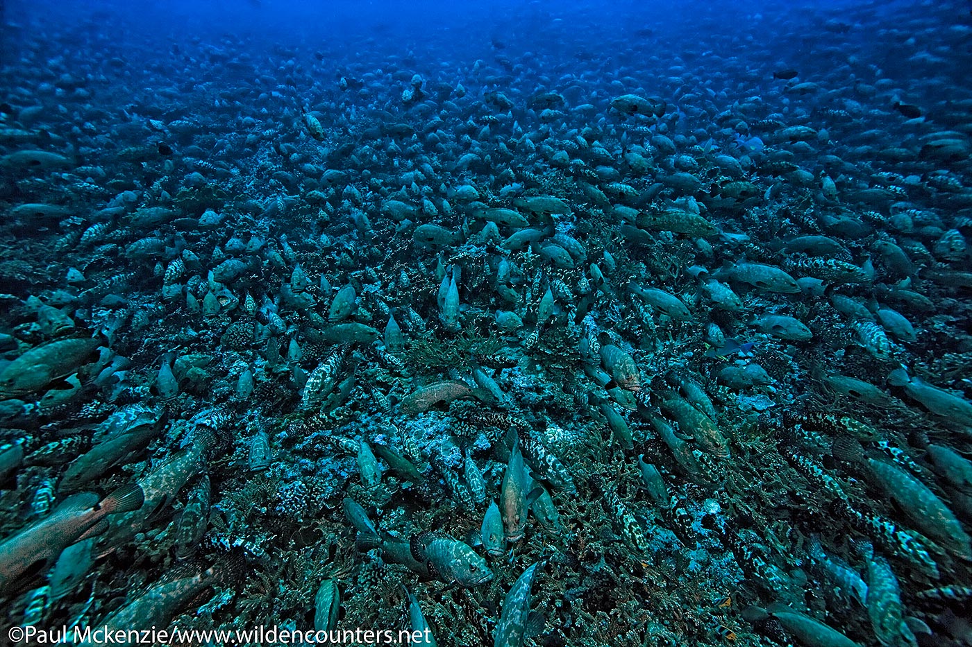 14. Pre-spawning aggregation of Camouflage Groupers, Fakarava, Tahiti
