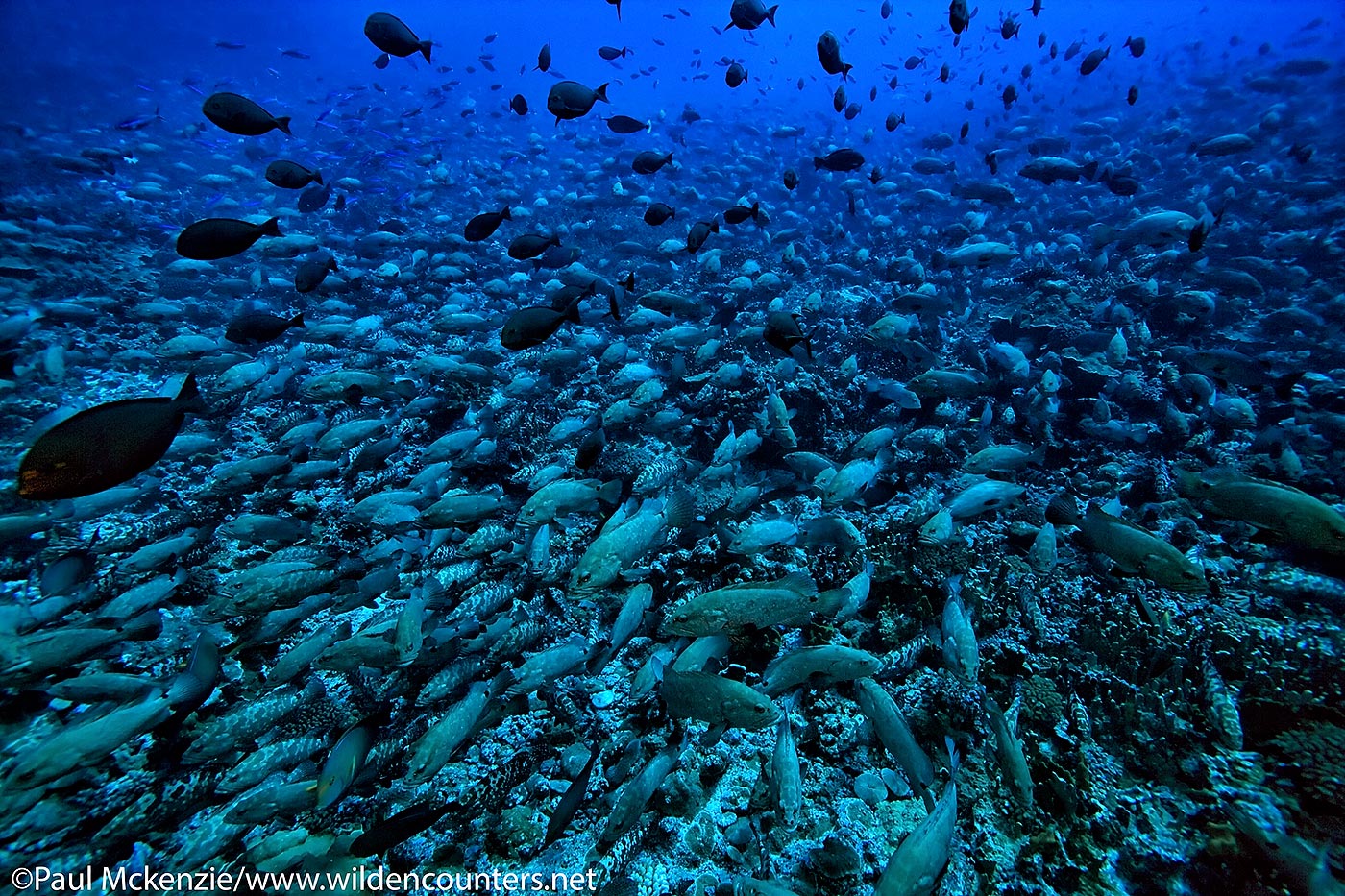 15. Pre-spawning aggregation of Camouflage Groupers, Fakarava, Tahiti