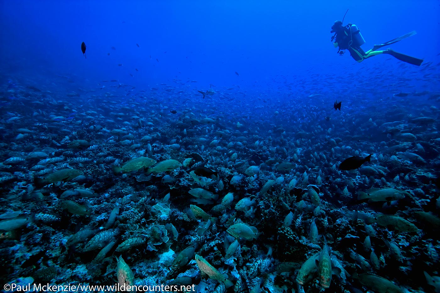 16. Pre-spawning aggregation of Camoufalge Groupers, Fakarava, Tahiti