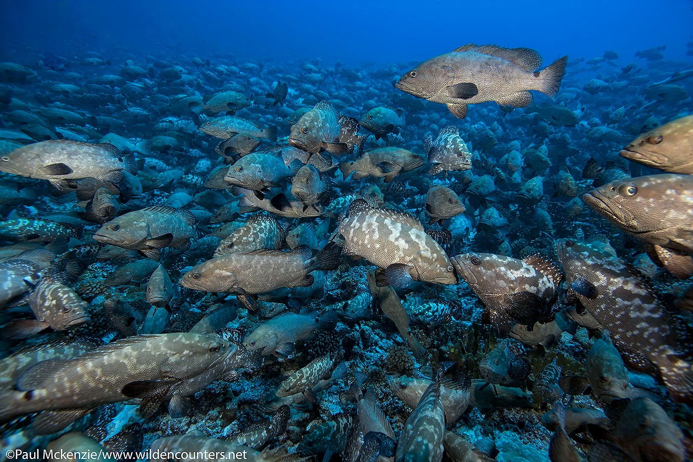 16a. Pre-spawning aggregation of Camouflage Groupers, Fakarava, Tahiti
