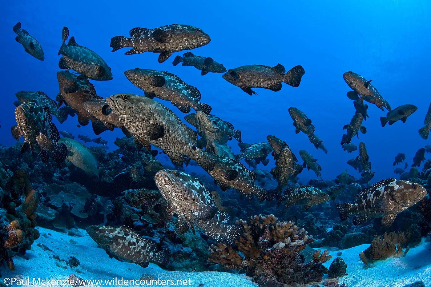 17. Pre-spawning aggregation of Camouflage Groupers, Fakarava, Tahiti
