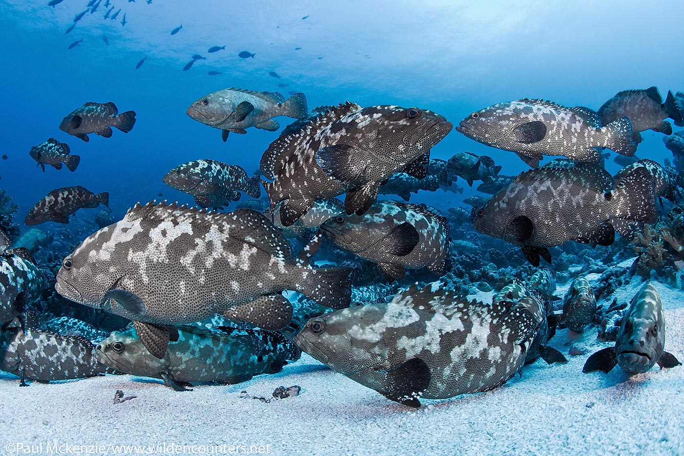 18. Pre-spawning aggregation of Camouflage Groupers, French Polynesia