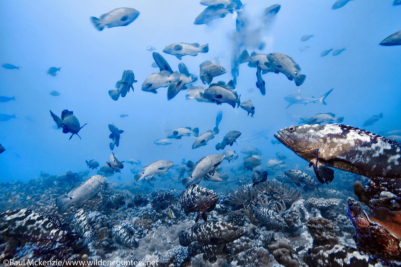 19. Camouflage Grouper spawning , French Polynesia