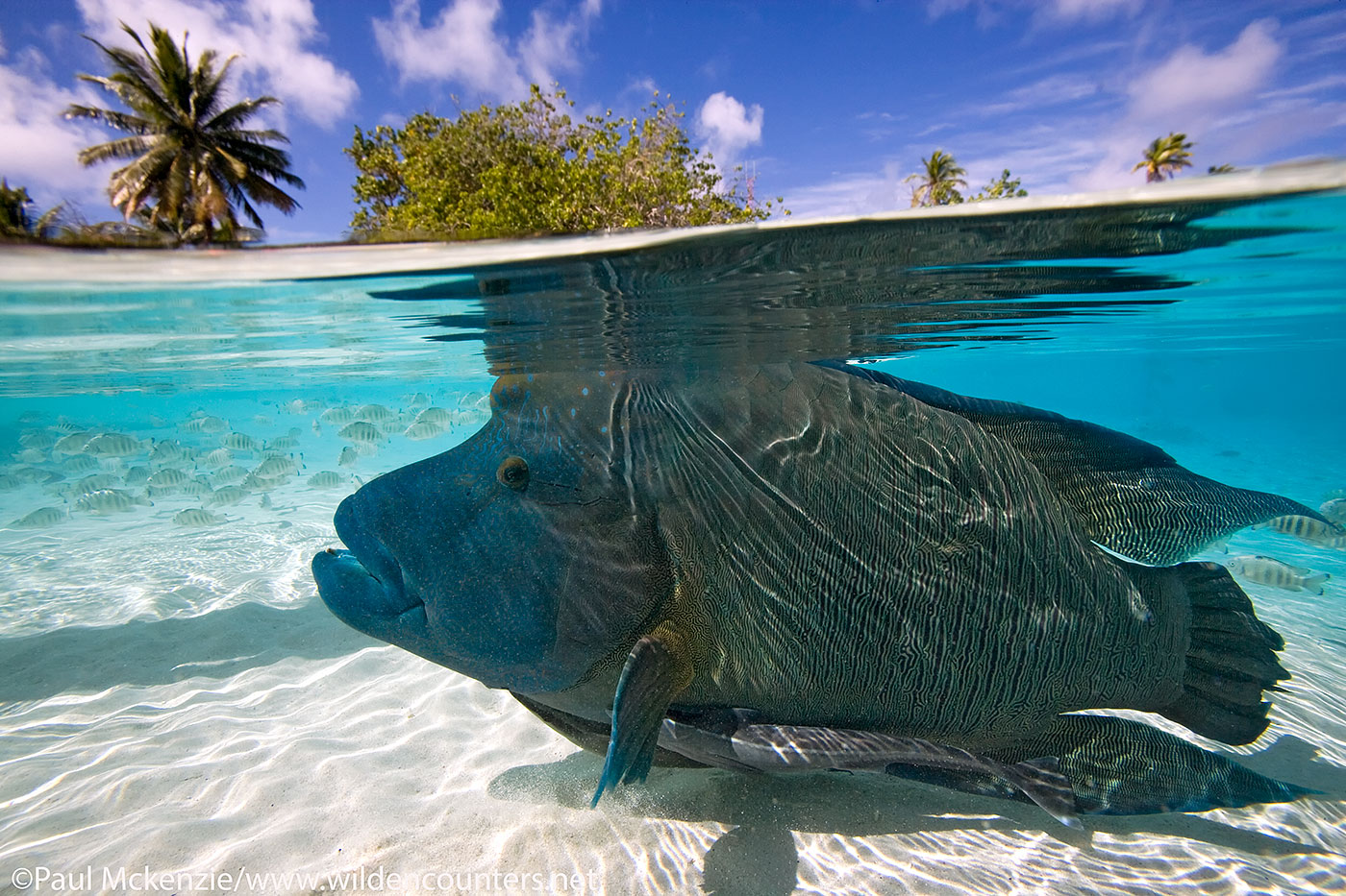 2. Over-under view of Napoleon Wrasse in shallow water lagoon, Fakarava, Tahiti