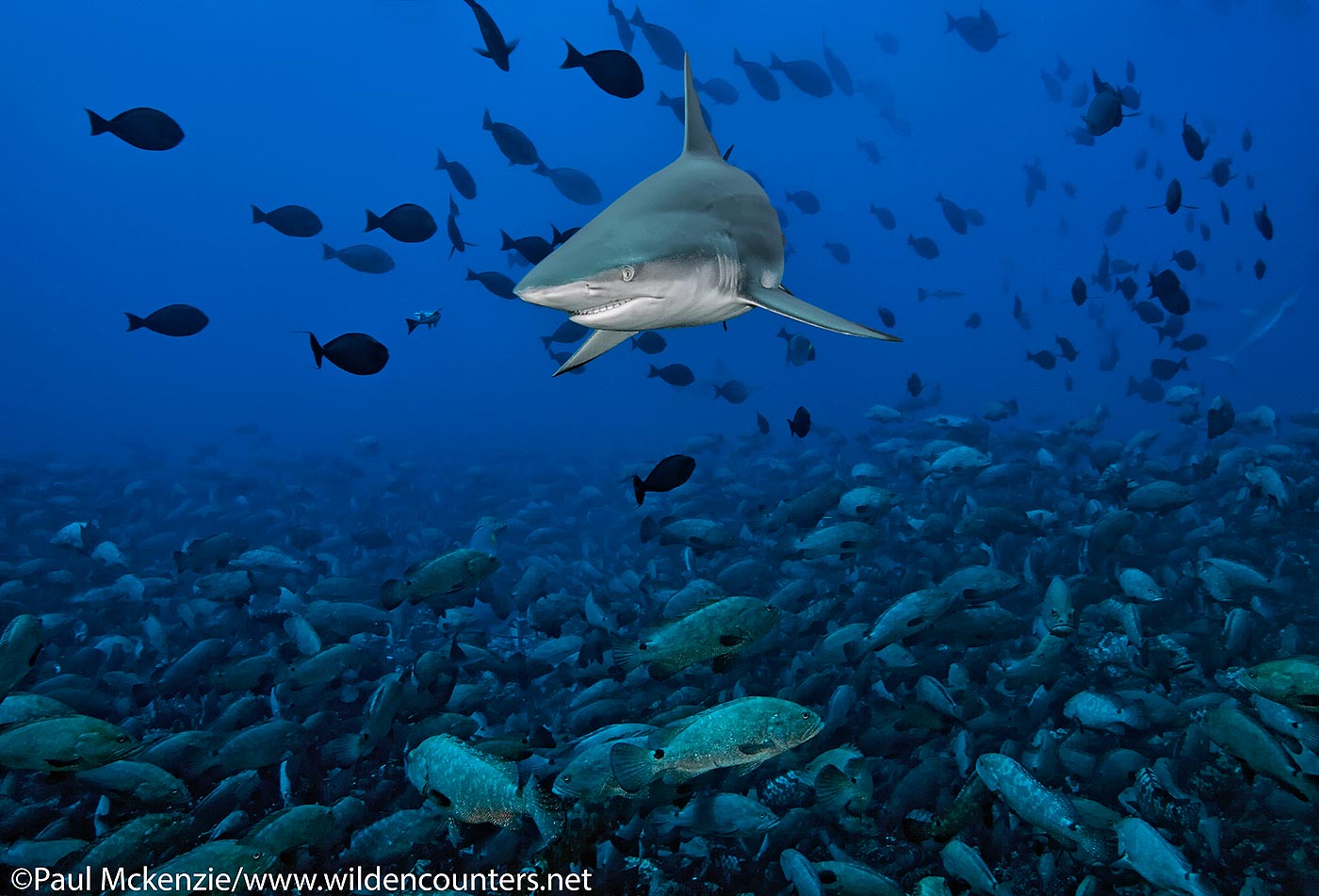 20. Grey Reef Shark among spawning Camouflage Groupers, Fakarava, Tahiti