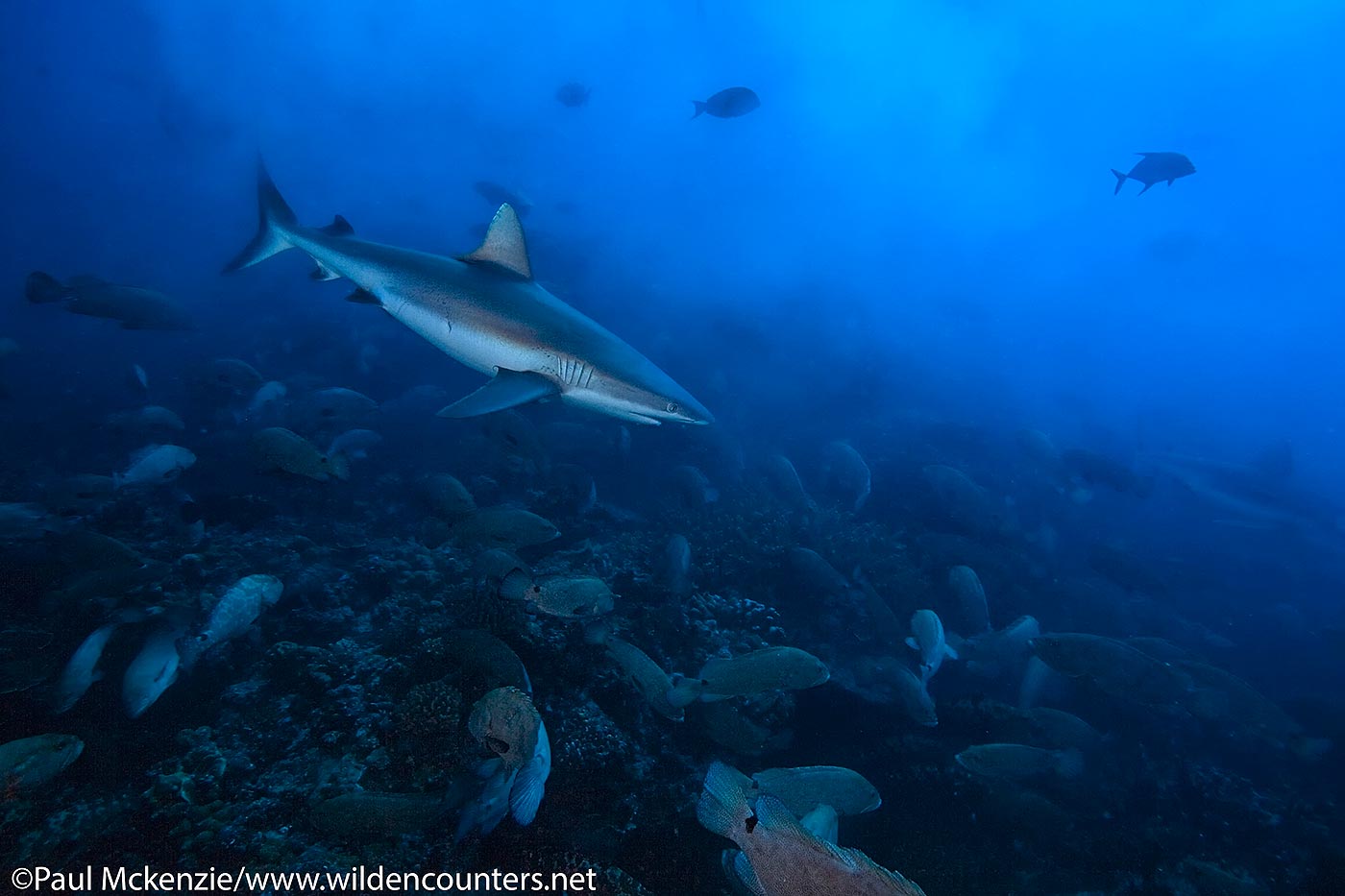 21. Grey Reef Shark swimmimg among Camouflage Groupers in water thick with Grouper & Surgeonfish spawn, Fakarava, Tahiti