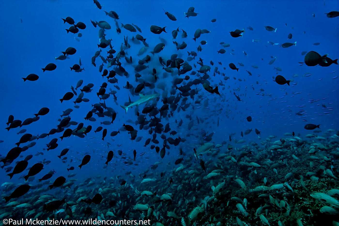 22. Grey Reef Sharks amongst spawning Yellow-Fin Surgeonfish with Camouflage Groupers below, Fakarava, Tahiti