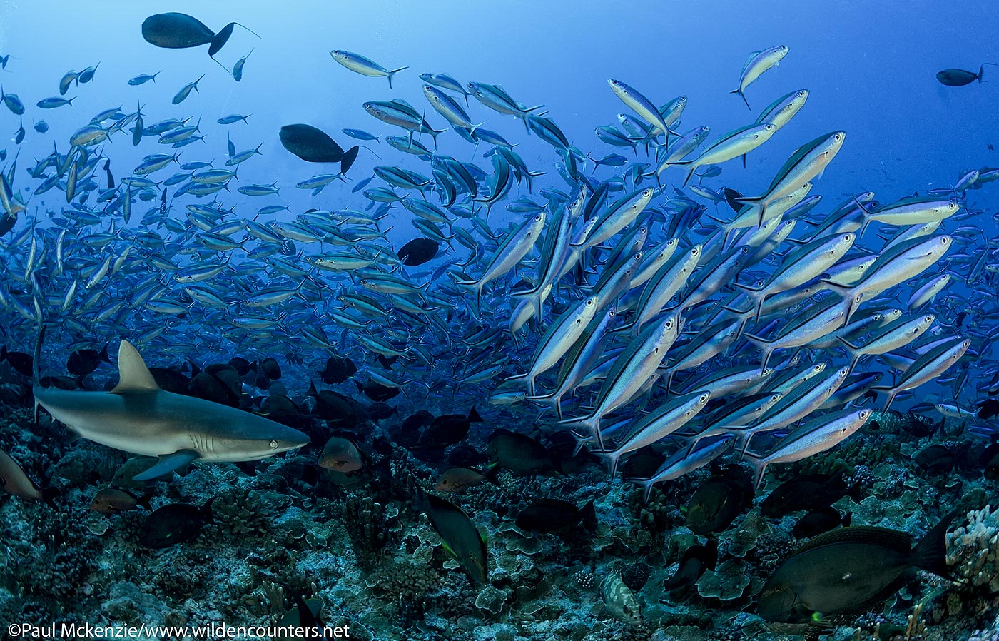 23. Grey Reef Shark and Dark Banded Fusiliers, Fakarava, Tahiti
