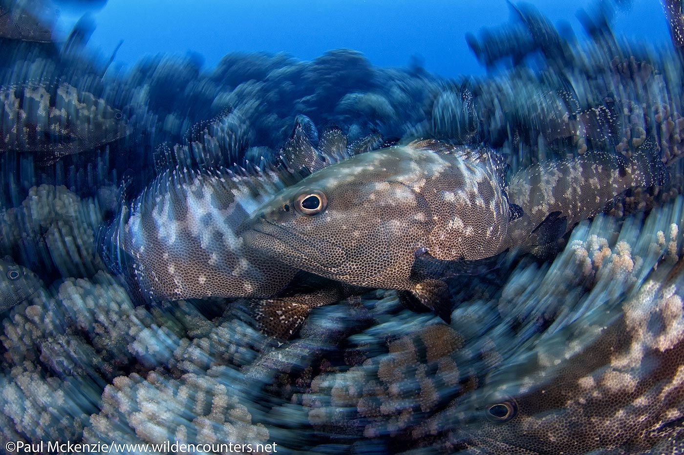24. Camouflage Groupers leaving the spawning site, Fakarava, Tahiti