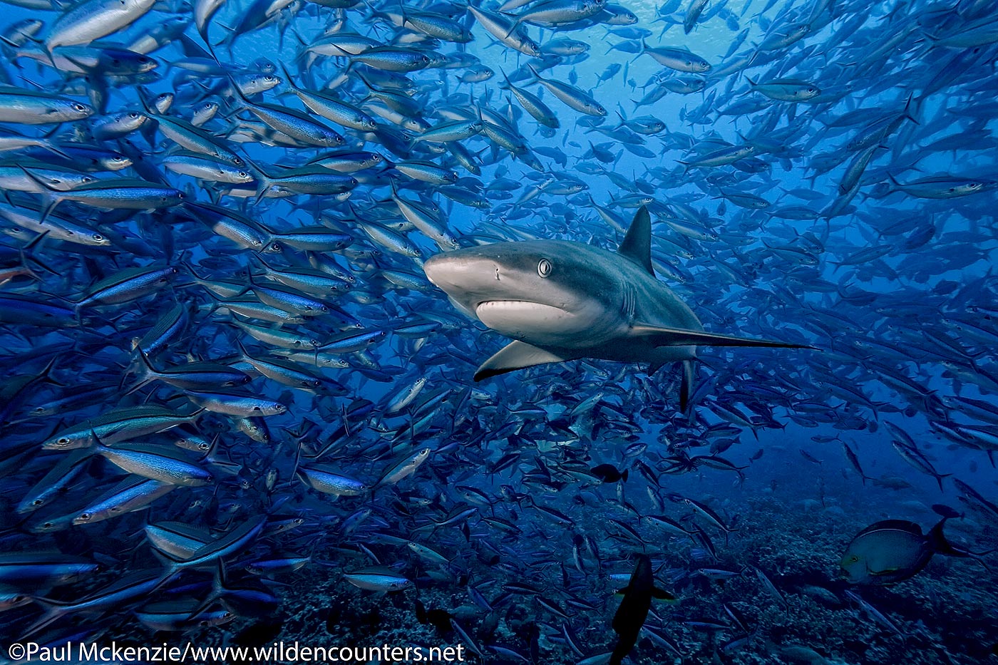 25. Grey Reef Shark swimming into Dark Banded Fusiliers, attracted by Camouflage Grouper spawn, Fakarava, Tahiti