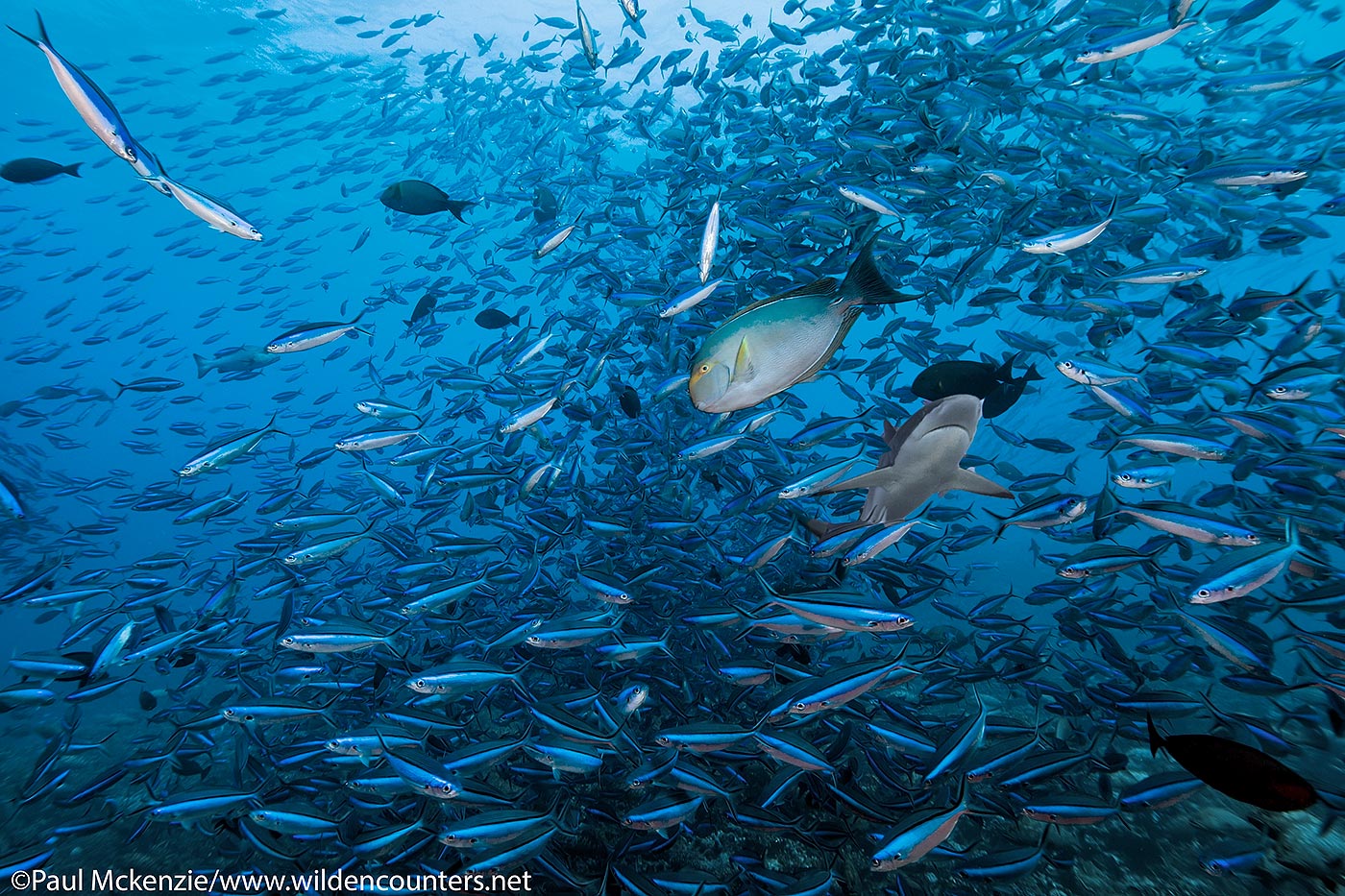26. Grey Reef Shark swimming amongst Dark Banded Fusilers, Fakarava, Tahiti