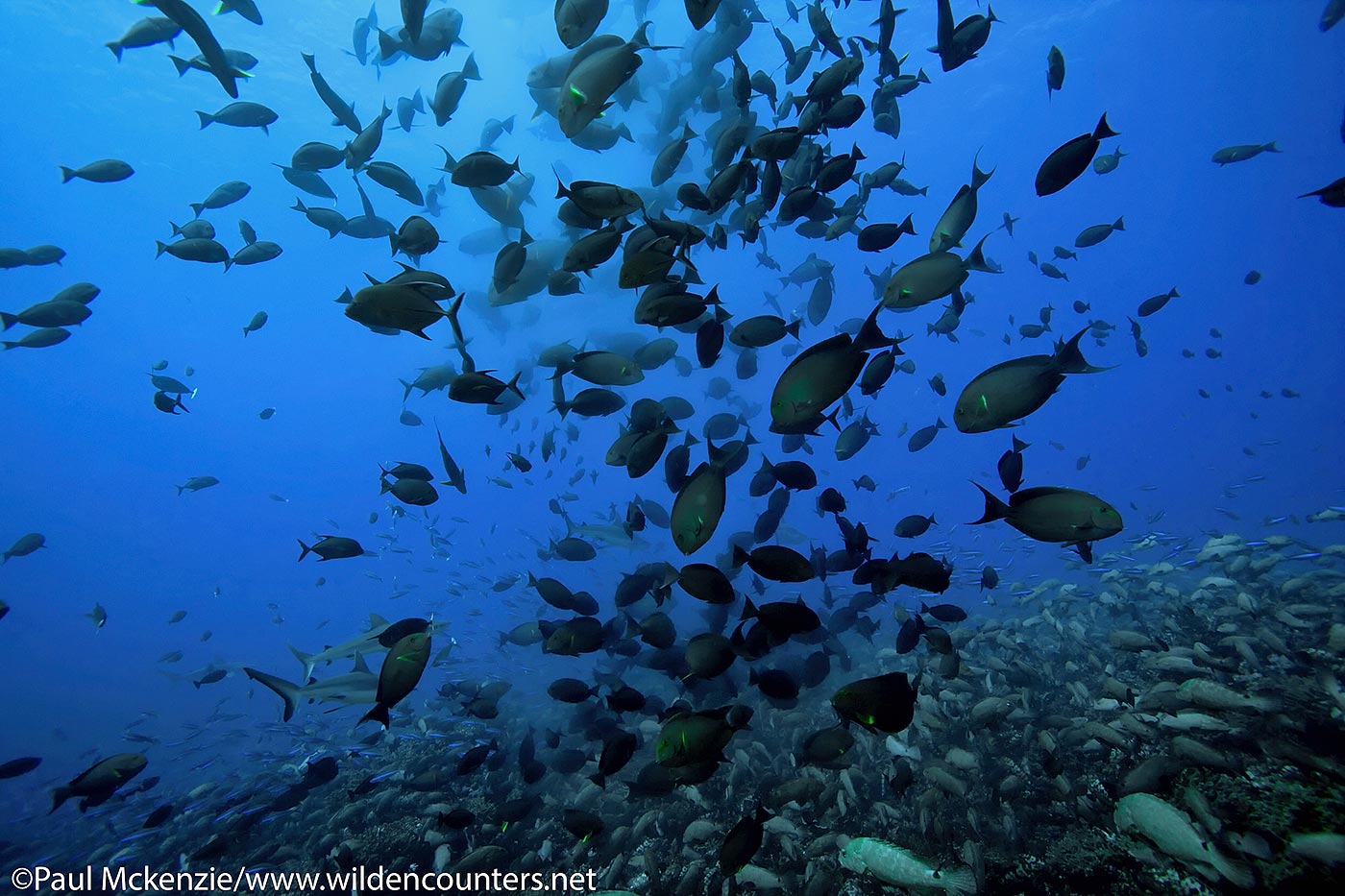 27. Spawning Yellow Fin Surgeonfish over a carpet of Camouflage Groupers with Grey Reef Sharks in the background, Fakarava, Tahiti