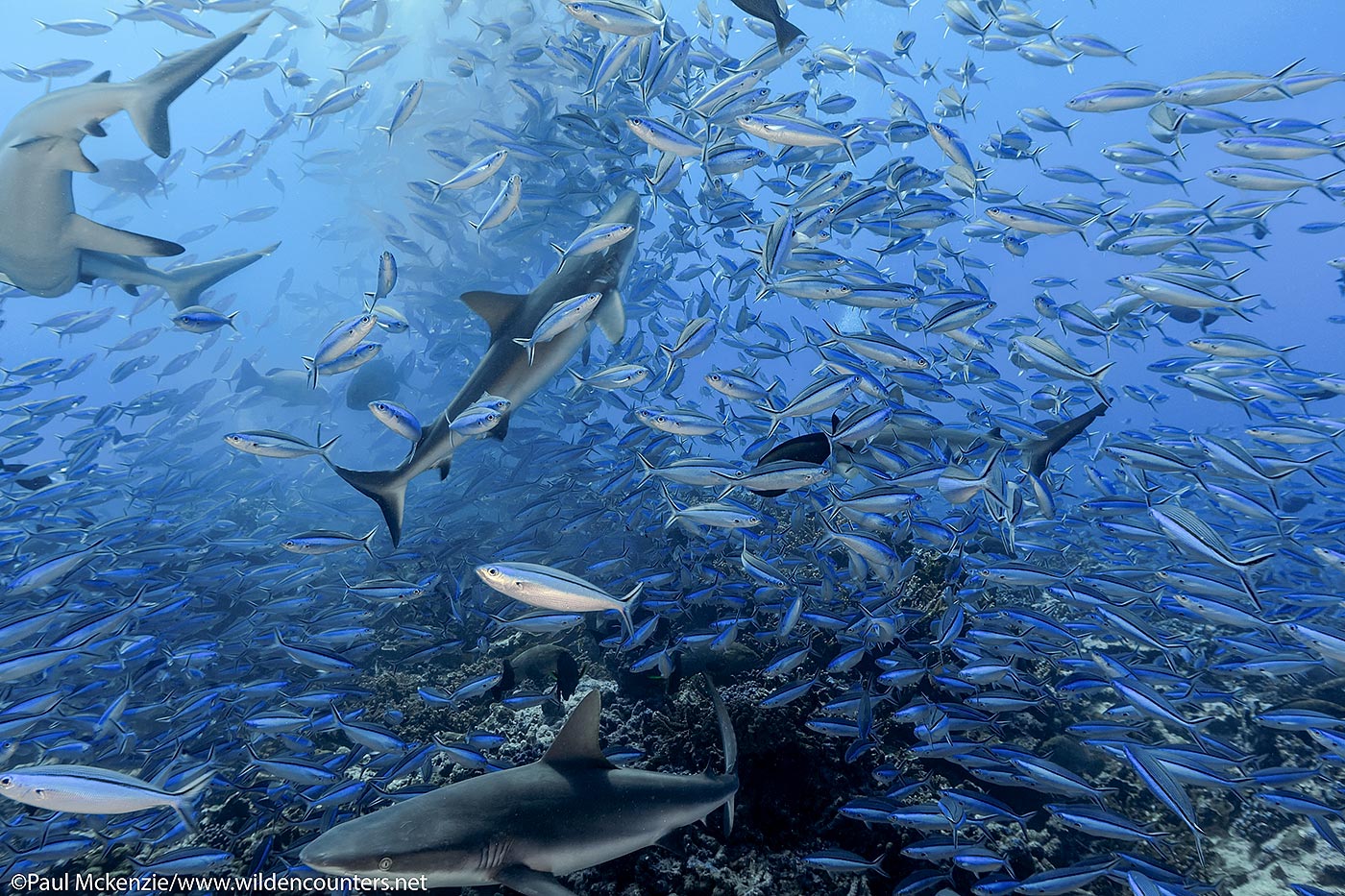 Grey Reef Sharks (Carcharinus amblyrhnchos) and Dark-Banded Fusiliers (Pterocaesio tile) feeding on Camouflage Grouper spawn, Fakarava, Tahiti