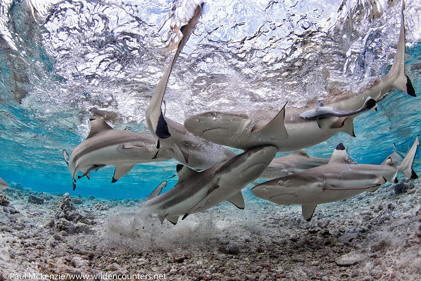 3. Black Tip Reef Sharks in shallow water lagoon, Fakarava, Tahiti