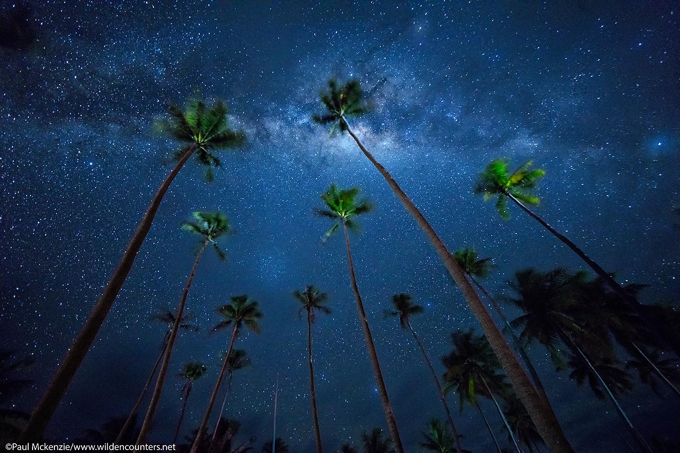 30. Coconut palms under the Milky Way, Tetemanu atoll, Fakarava, Tahiti