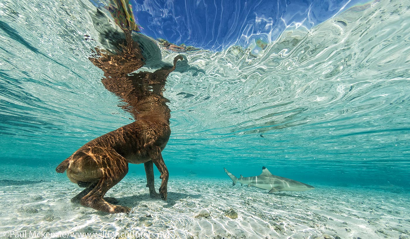 31. Dog watching Black Tip Reef Shark in shallow water lagoon, Tetemanu resort, Fakarava, Tahiti