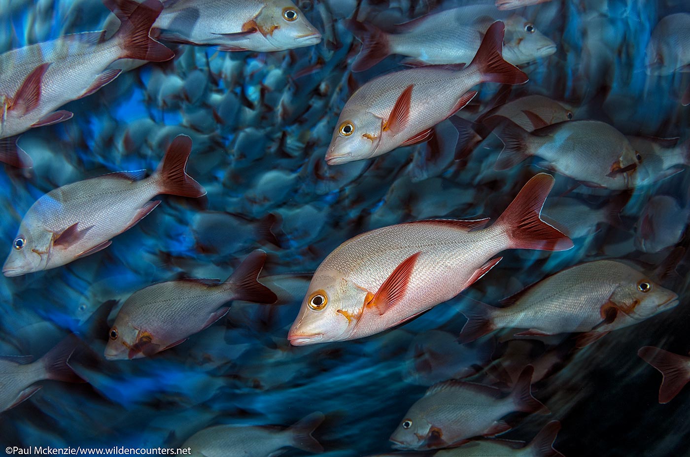 32. Schooling Humpback Snappers, Fakarava, Tahiti