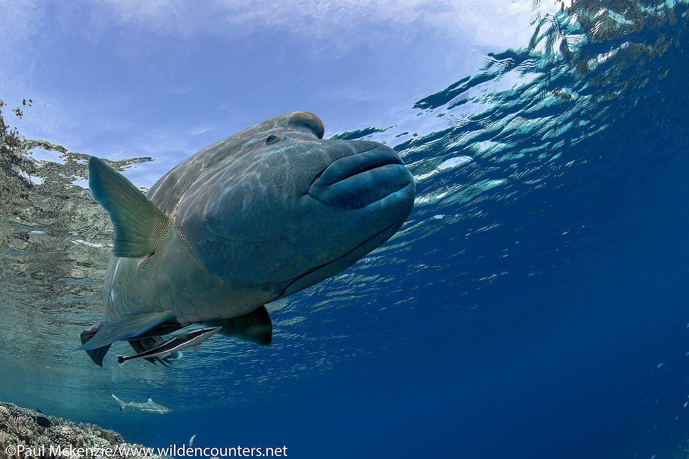 33. Napoleon Wrasse swimming near the ocean surface, Fakarava, Tahiti