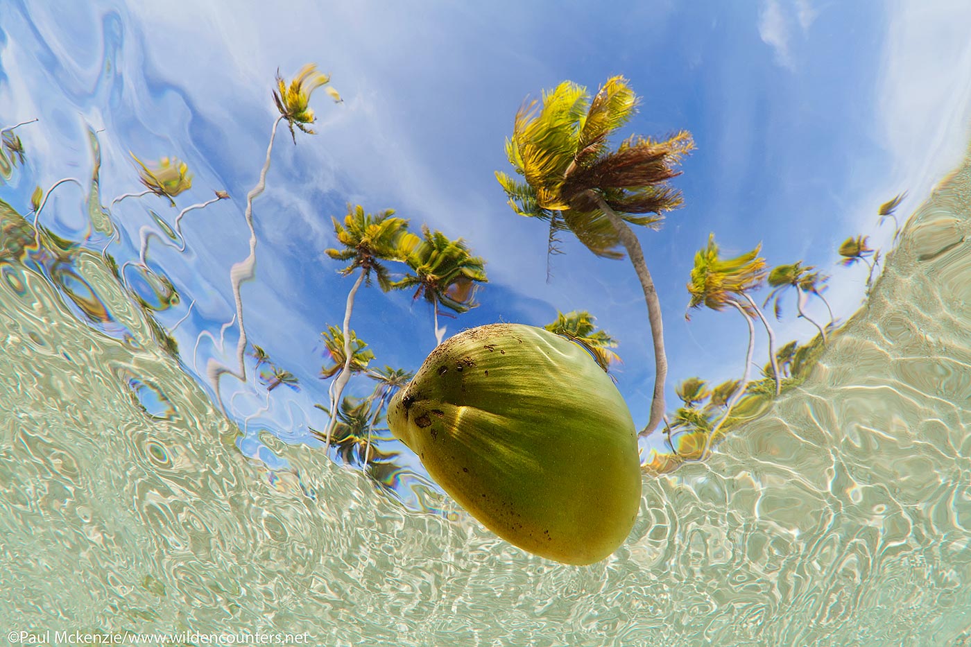 34. Coconut floating in shallow lagoon with coconut palms in the background (shot from underwater), Fakarava, Tahiti