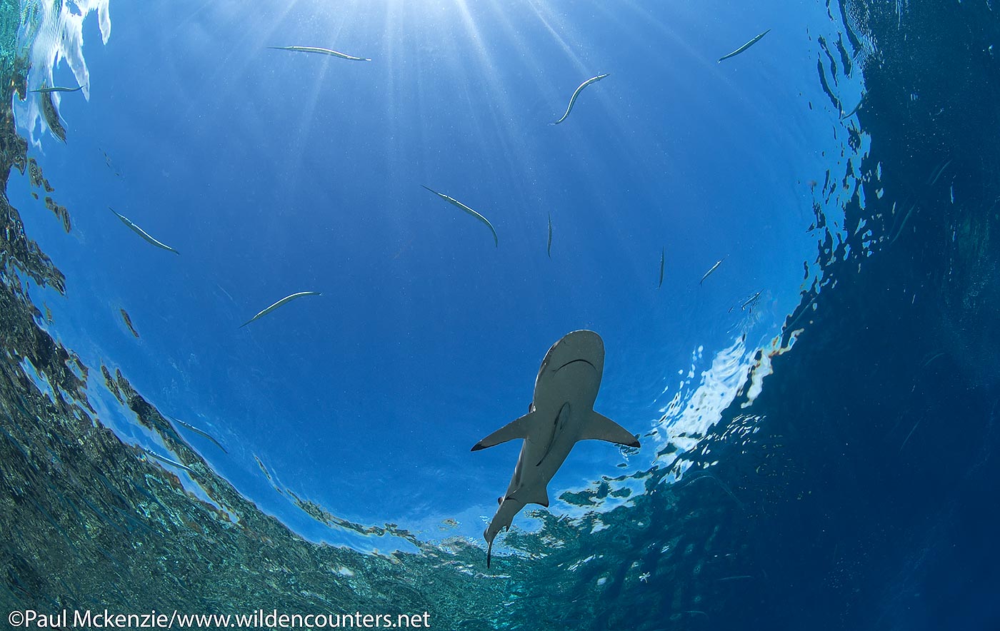 35. Grey Reef Shark and Needle Fish, Fakarava, Tahiti