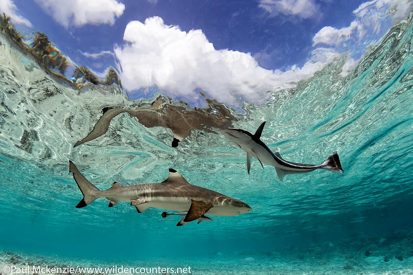 36. Grey Reef Shark and Slender Suckerfish, Fakarava, Tahiti