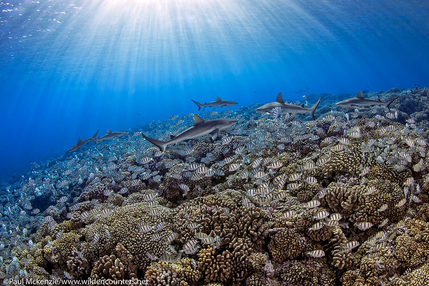 37. Grey Reef sharks swimming over pre-spawning aggregation of Convict Surgeonfish, Fakarava, Tahiti