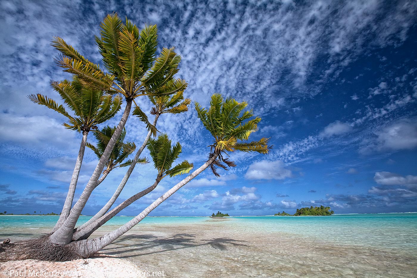 38. Coconut Palm Trees on small atoll in lagoon, Fakarava, Tahiti