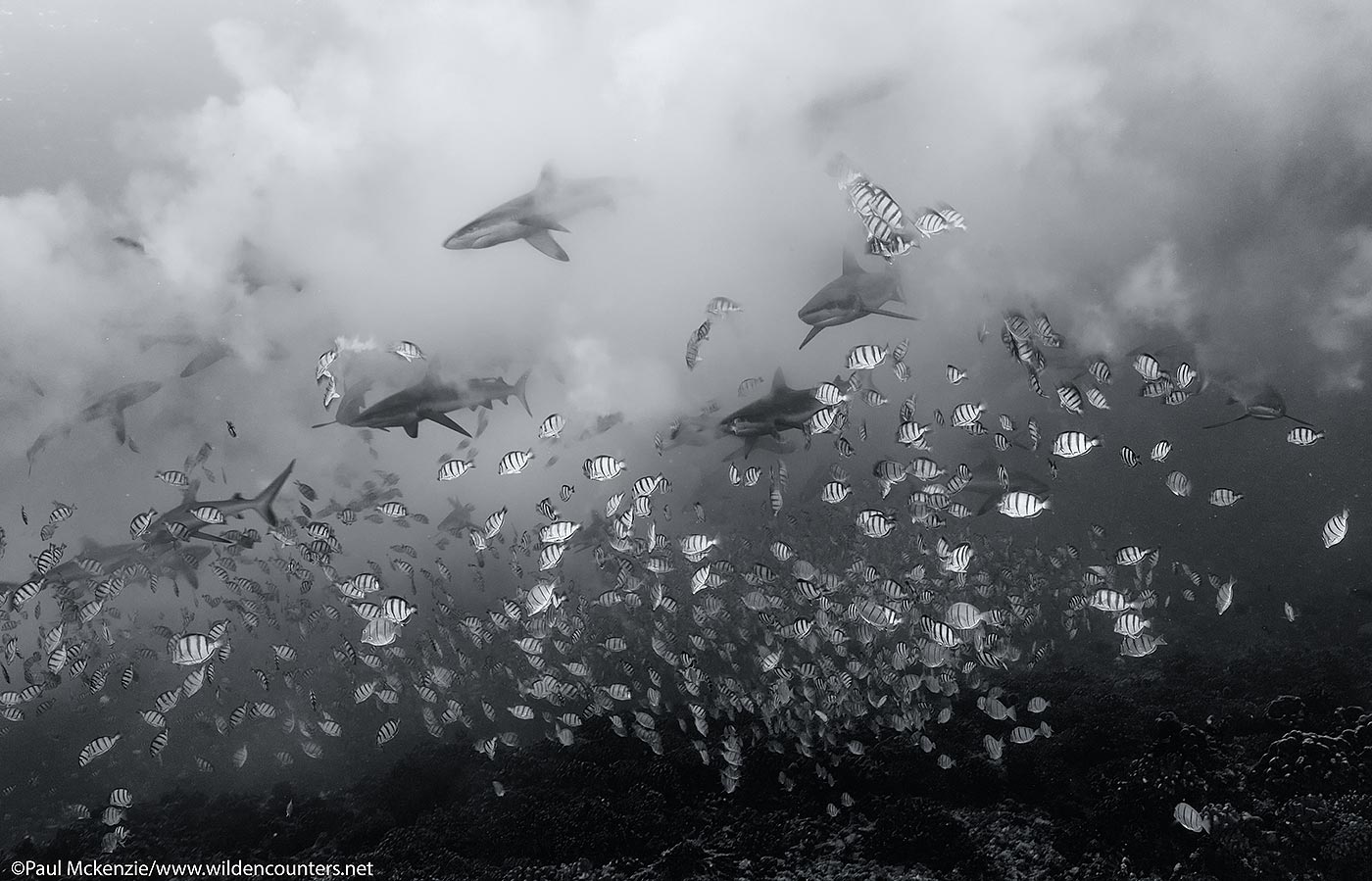39. Grey Reef Shark among spawning Convict Surgionfish, Fakarava, Tahiti