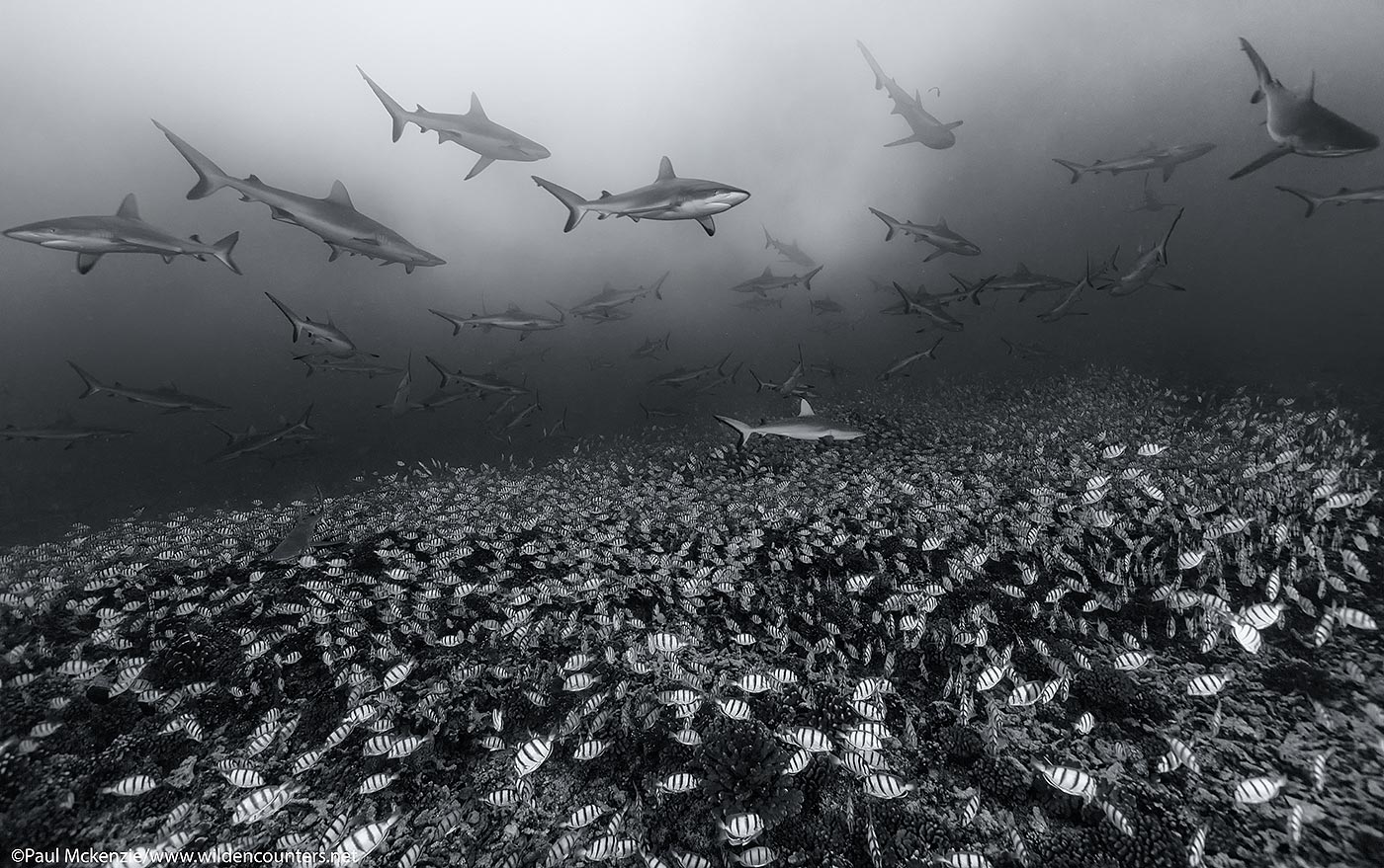 40. Grey Reef Sharks swimming over Convict Surgeonfish, Fakarava, Tahiti