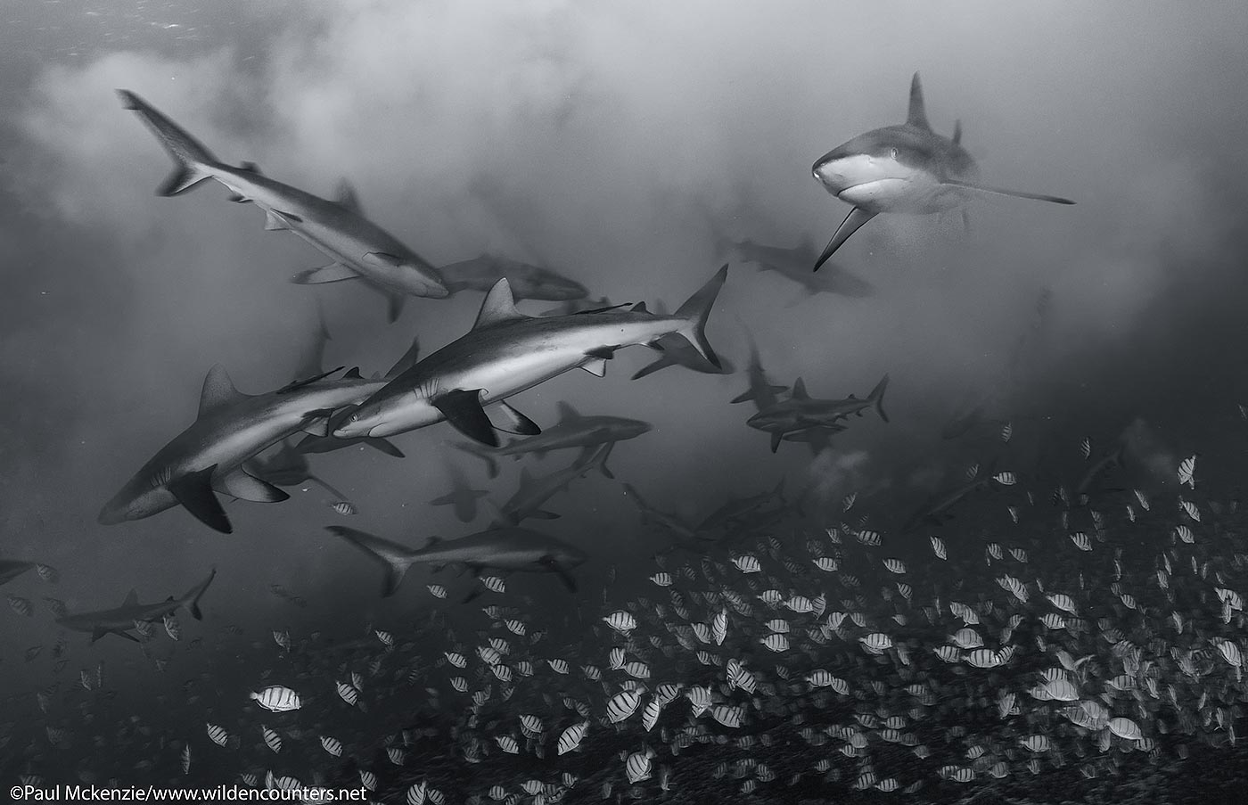 41. Grey Reef Sharks and spawning Convict Surgeonfish, Fakarava, Tahiti
