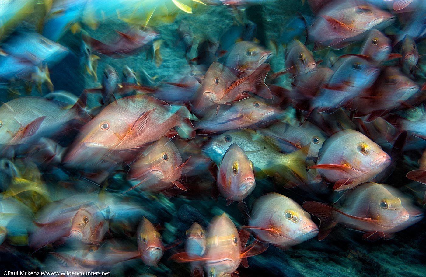 42. Schooling Humpback and One-Spot Snappers, Fakarava, Tahiti