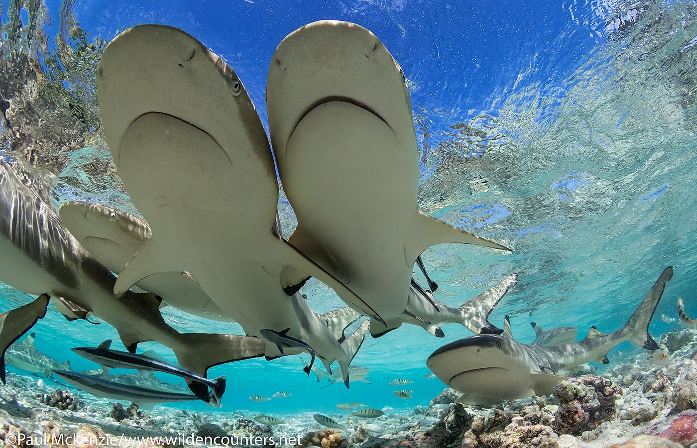 43. Black Tip Reef Sharks in shallow water lagoon, Fakarava, Tahiti