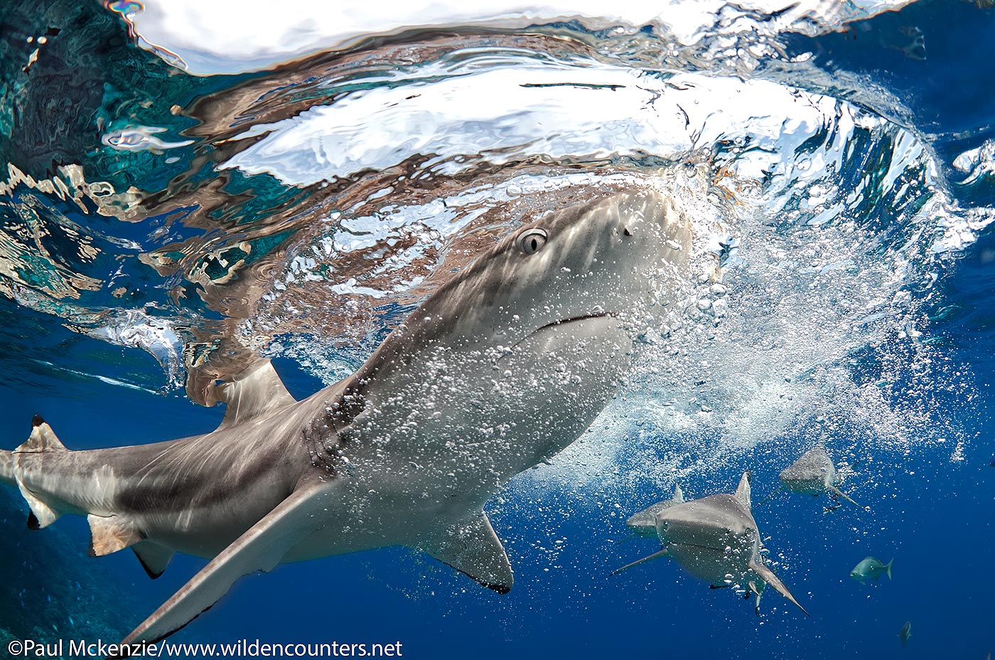 44. Black-Tip Reef Shark, Fakarava, Tahiti