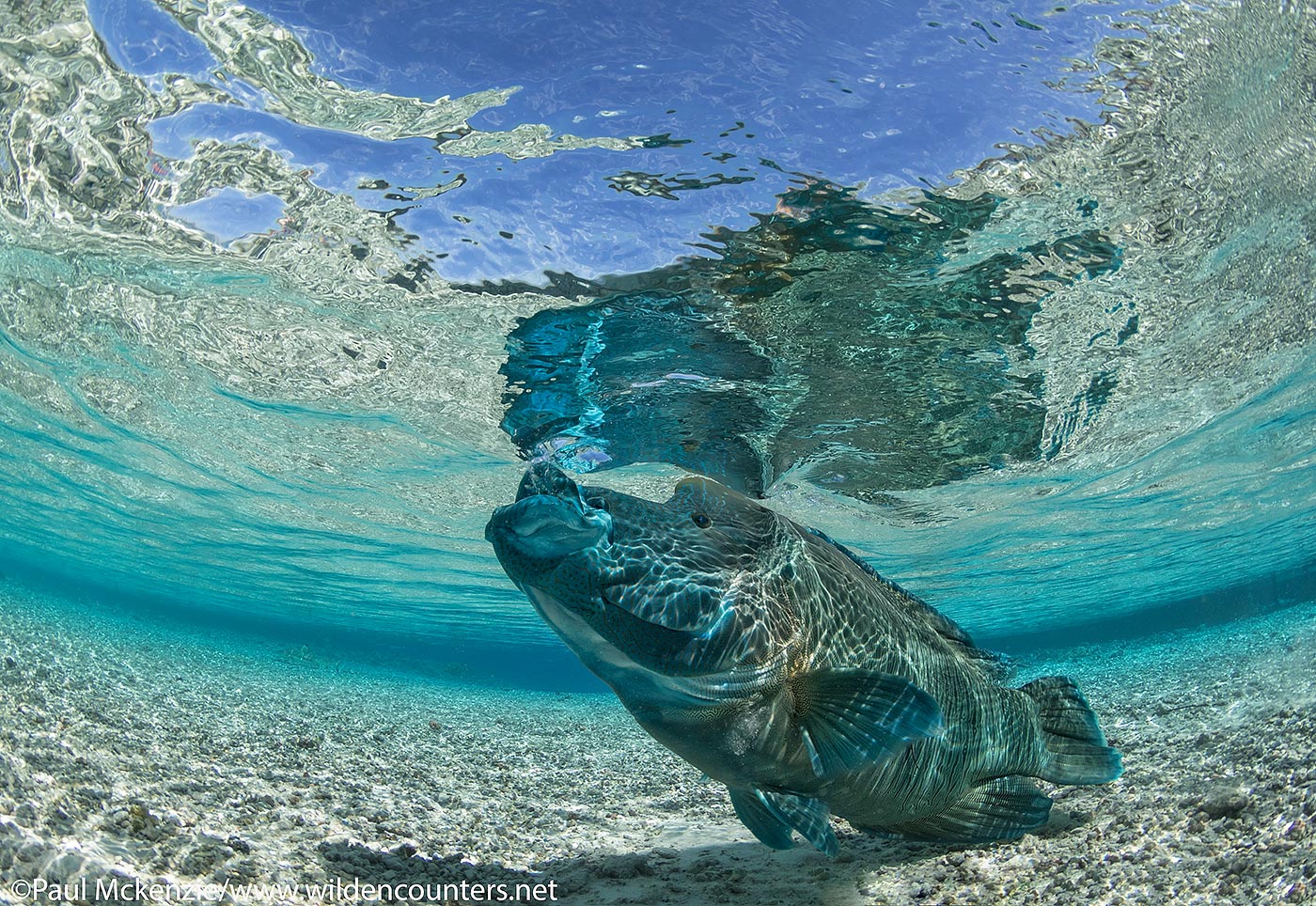 45. Napoleon Wrasse in shallow water lagoon, Tetemanu resort, Fakarava, Tahiti