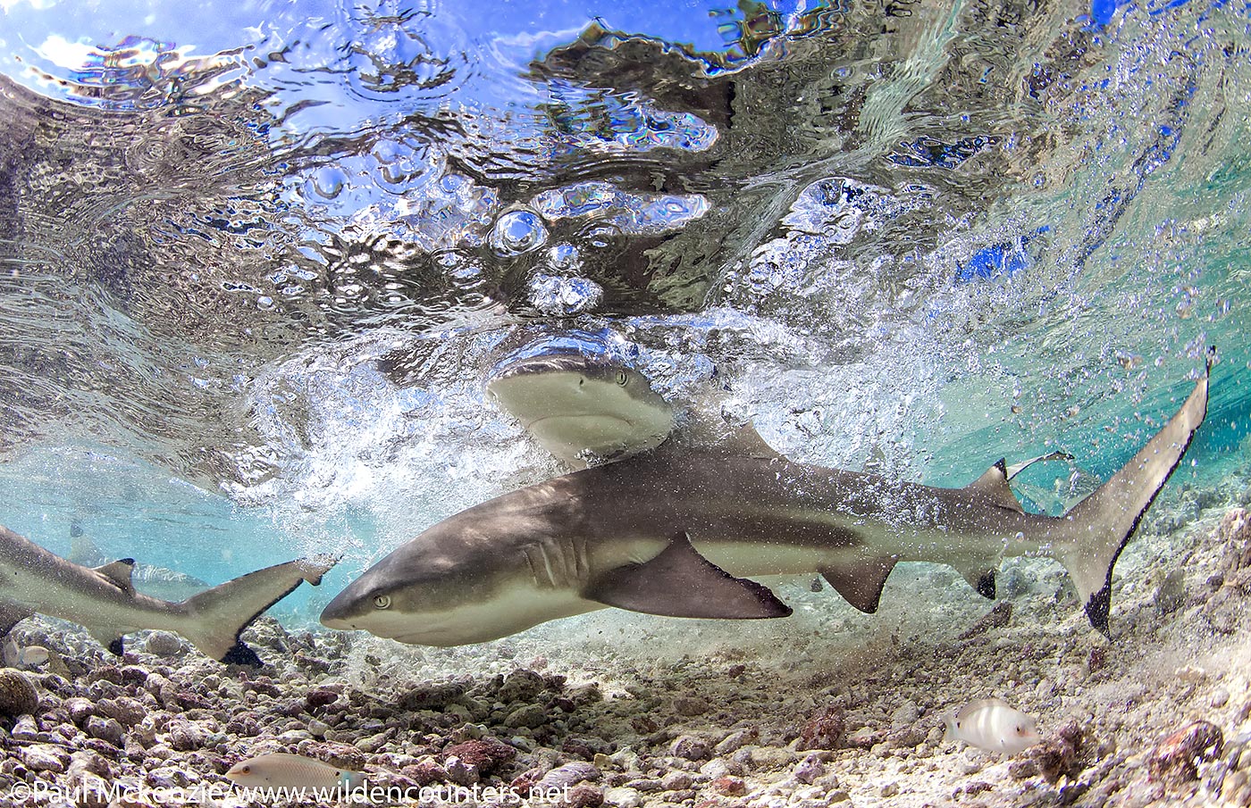 47. Black-Tip Reef Sharks swimming in shallow-water lagoon, Fakarava, Tahiti