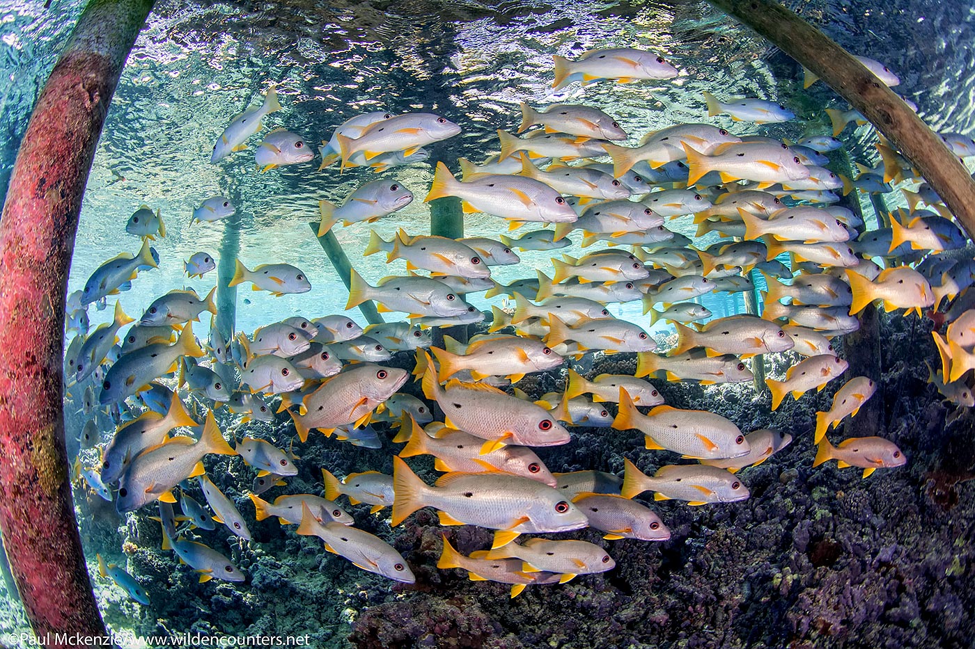48. Onespot Snappers swimming below pier, Fakarava, Tahiti