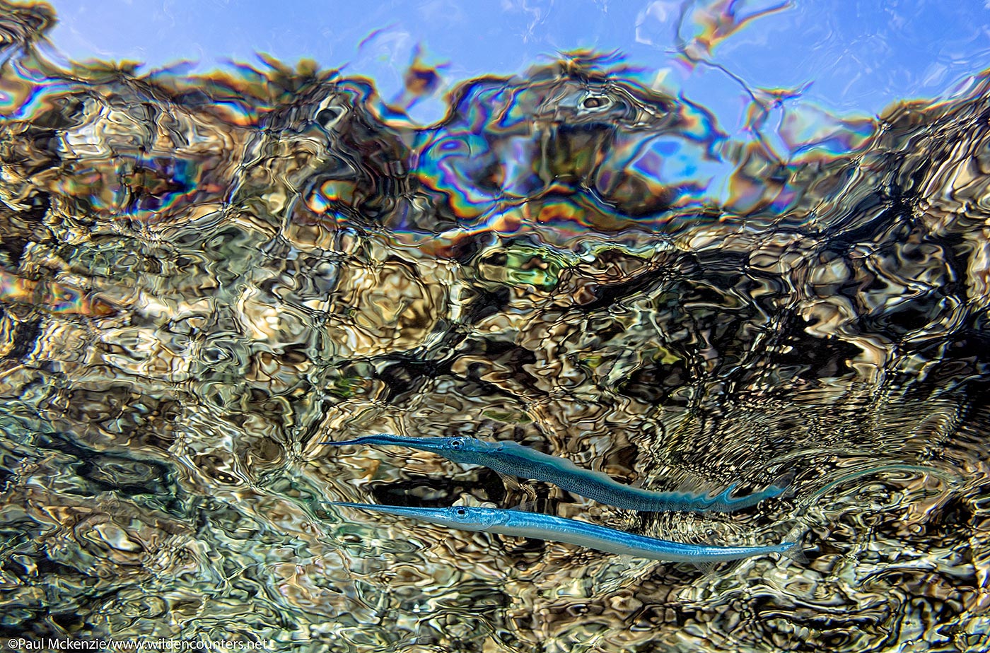 49. Needle fish swimming close to the ocean surface with coral reef reflected on the underside of the surface, Fakarava, Tahiti