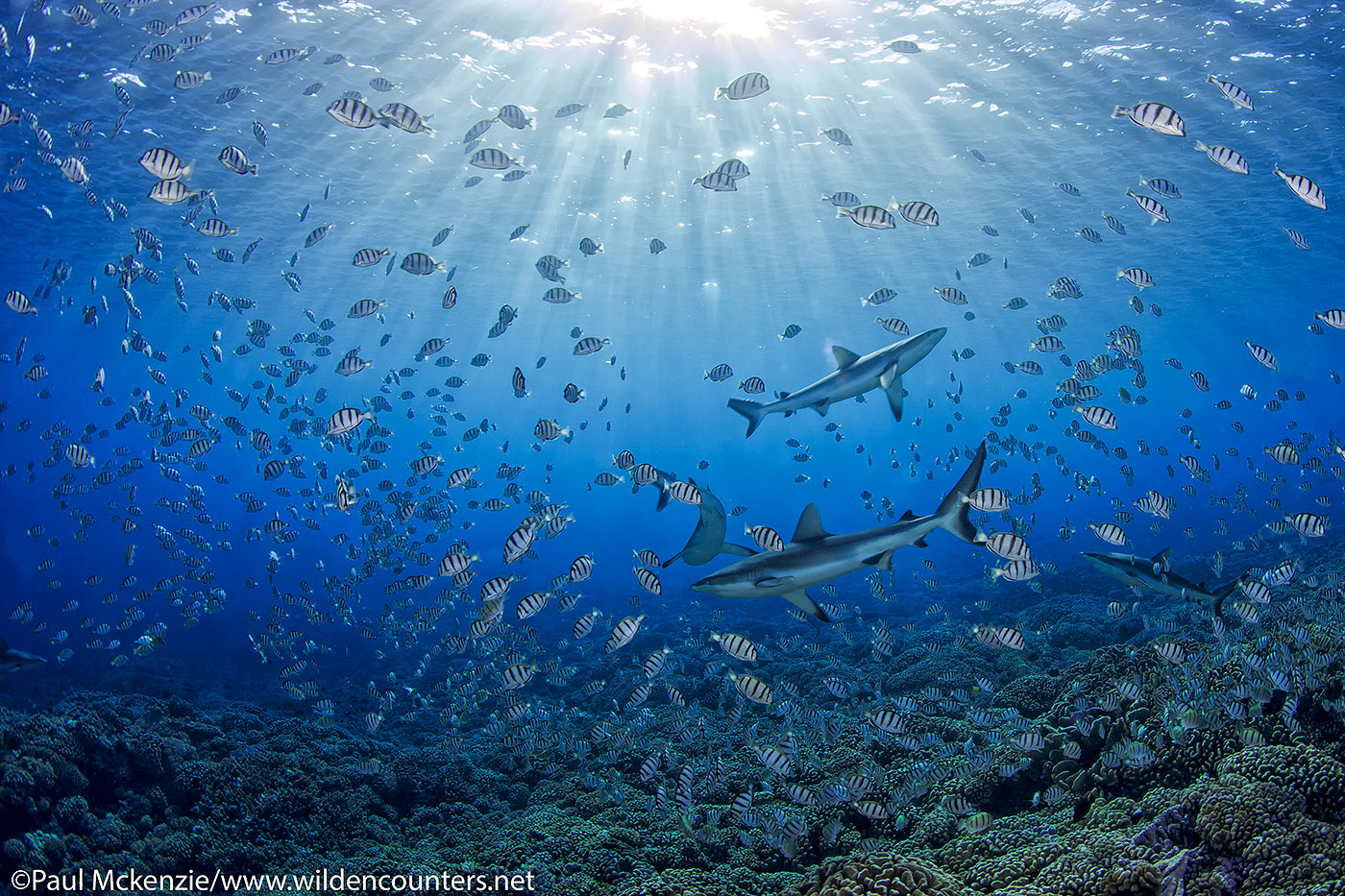 5. Grey Reef sharks among Convict Surgeonfish aggregation, Fakarava, Tahiti