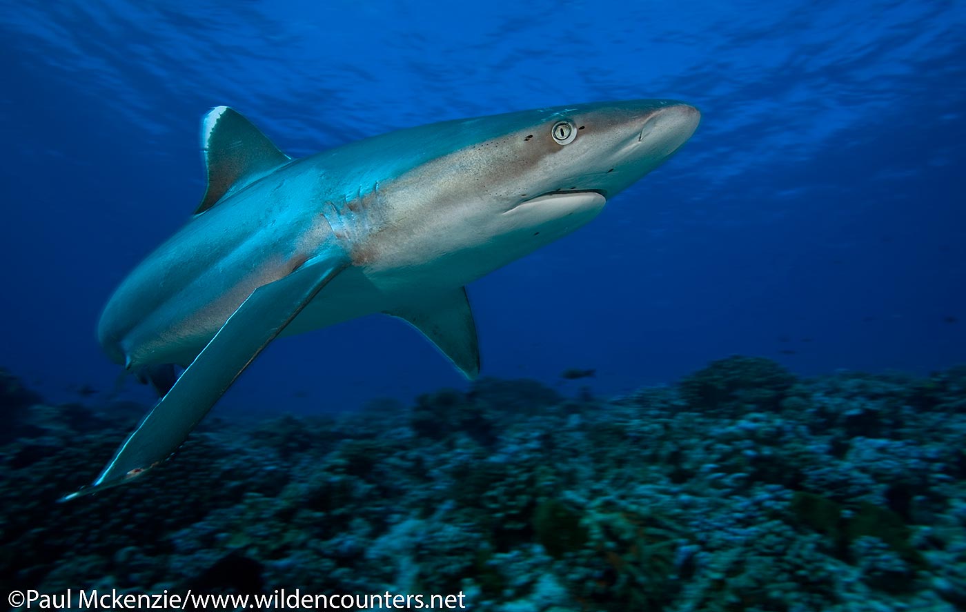 52. Silvertip Shark, Fakarava, Tahiti